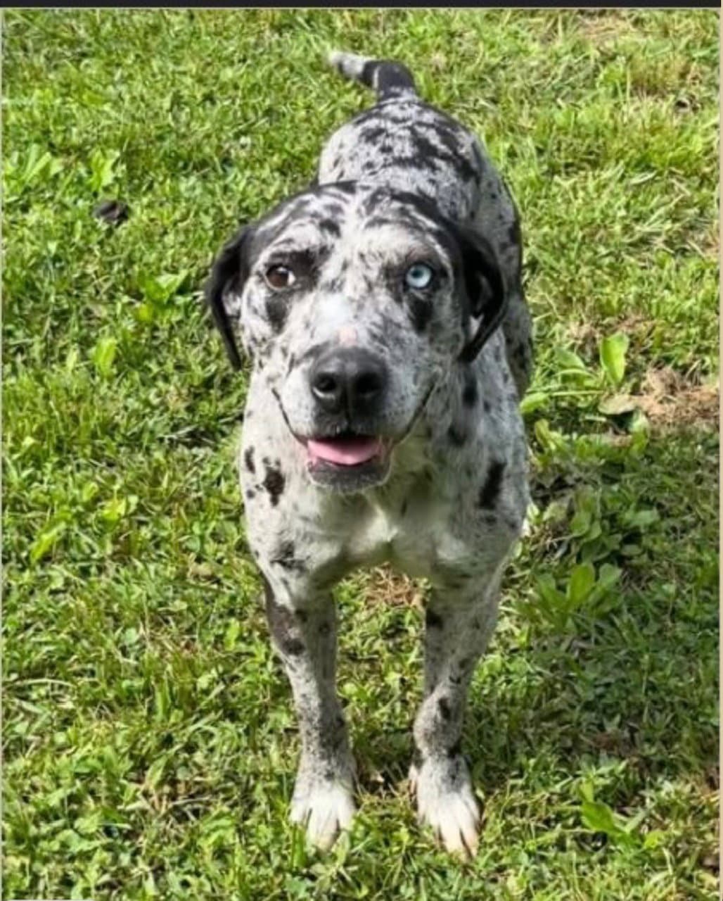 Maggie the Marvel - GRAY/BLACK Catahoula JEWEL!
