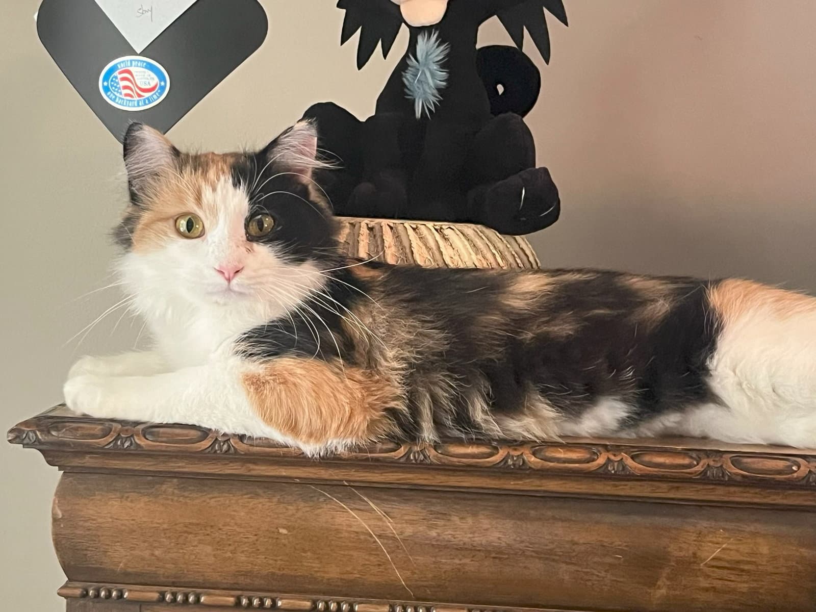 Callie Kitten - Delicate Beauty! SWEET! Young