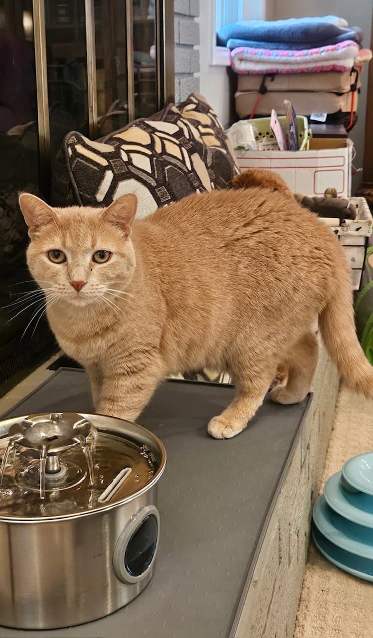 Cheeky - Foster/Perm ASAP! Unique Lovely Gir