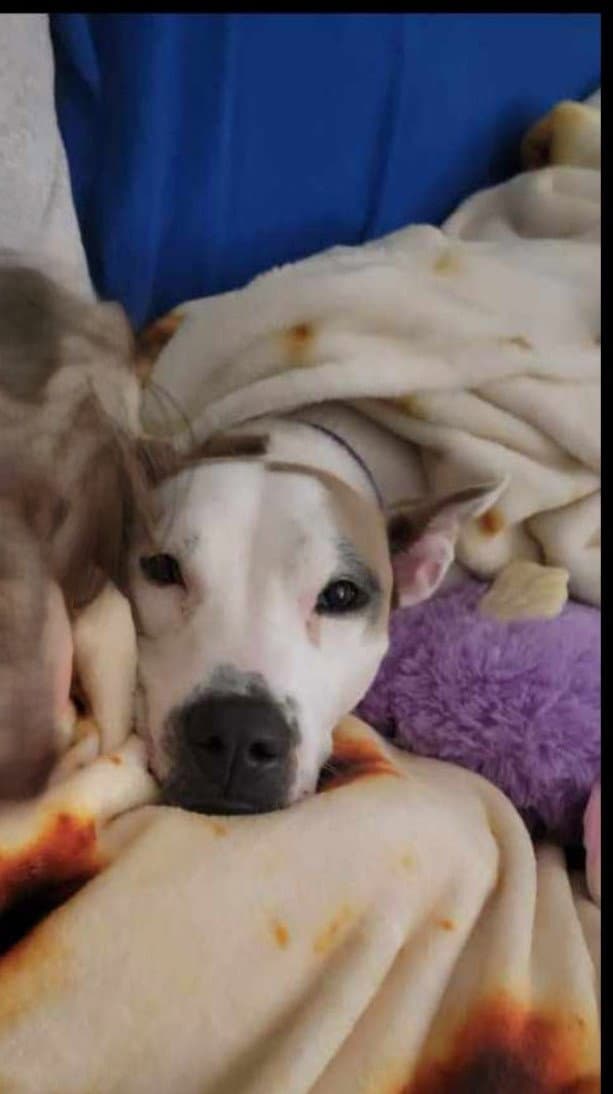 DAISY GOOD DOG -She'll Bloom in Your Heart Forever