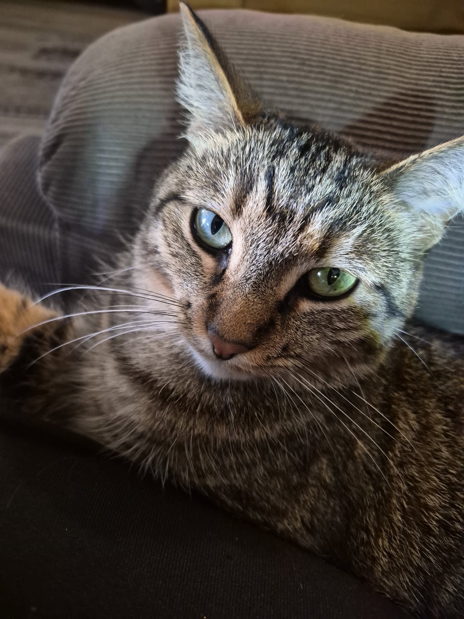 C266 litter Suni lee