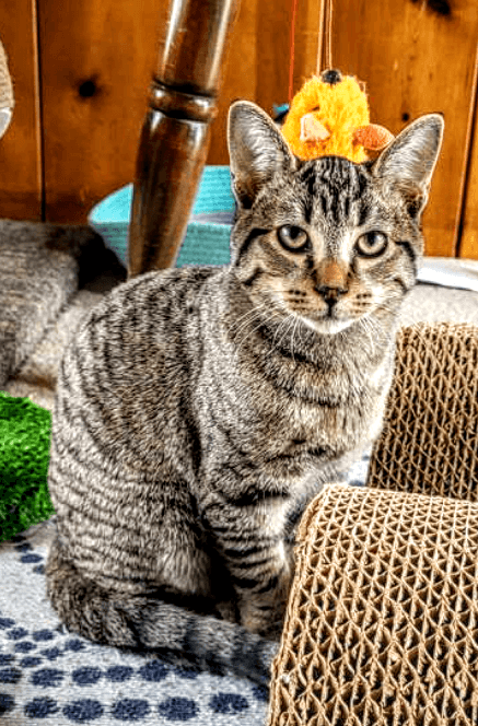 C273 Litter Mousse