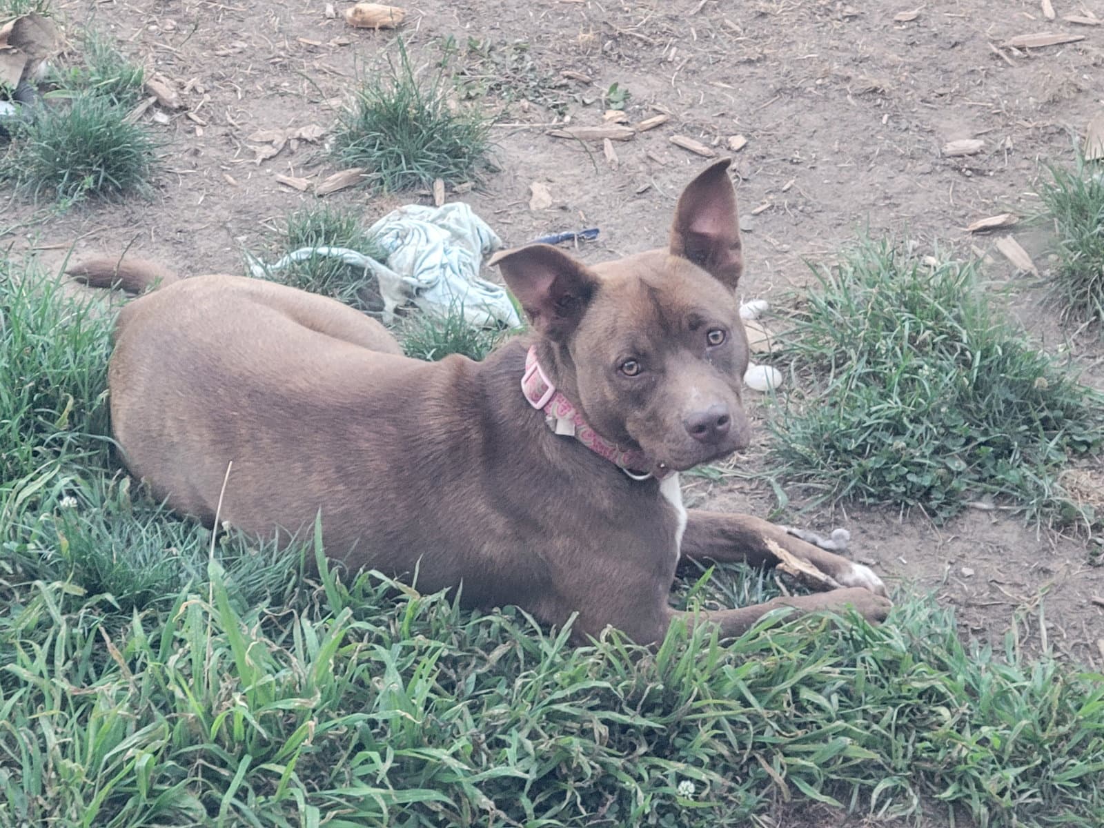 Mocha-Adoption pending