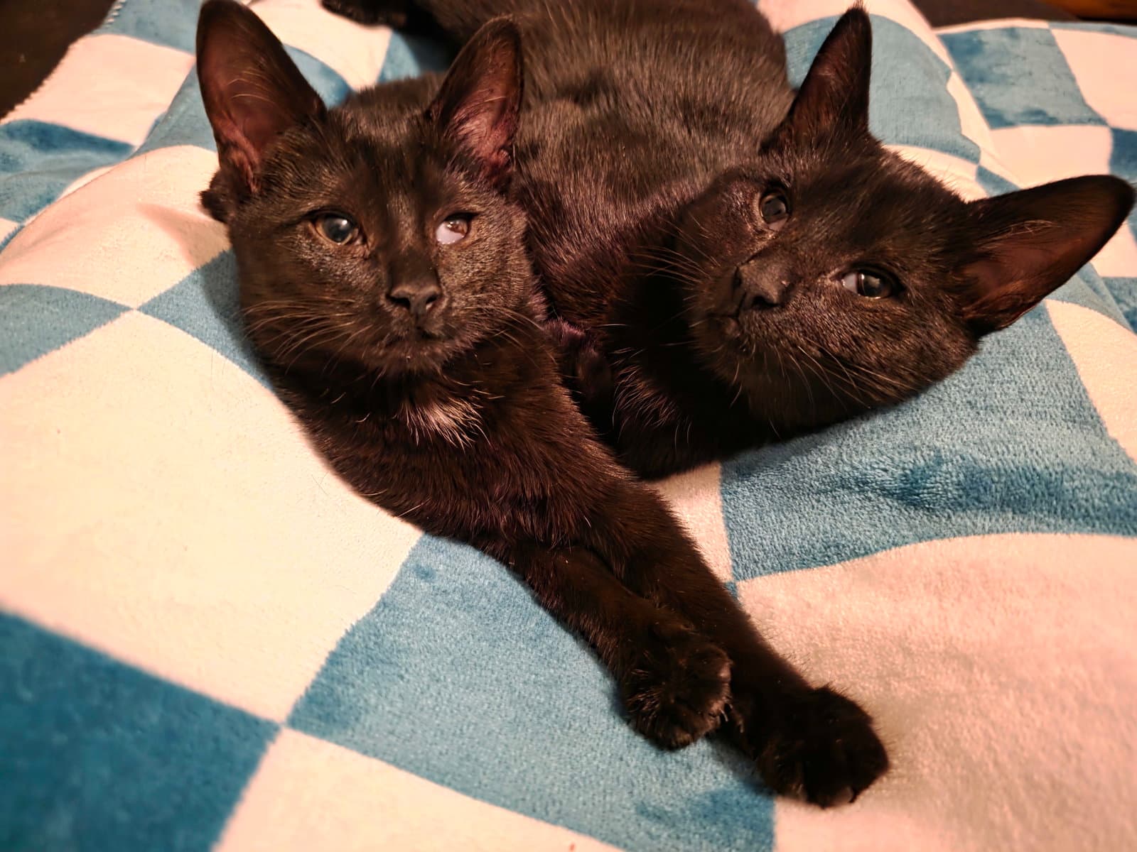 C308 Litter Muncy❤️ (bonded to Maureen)
