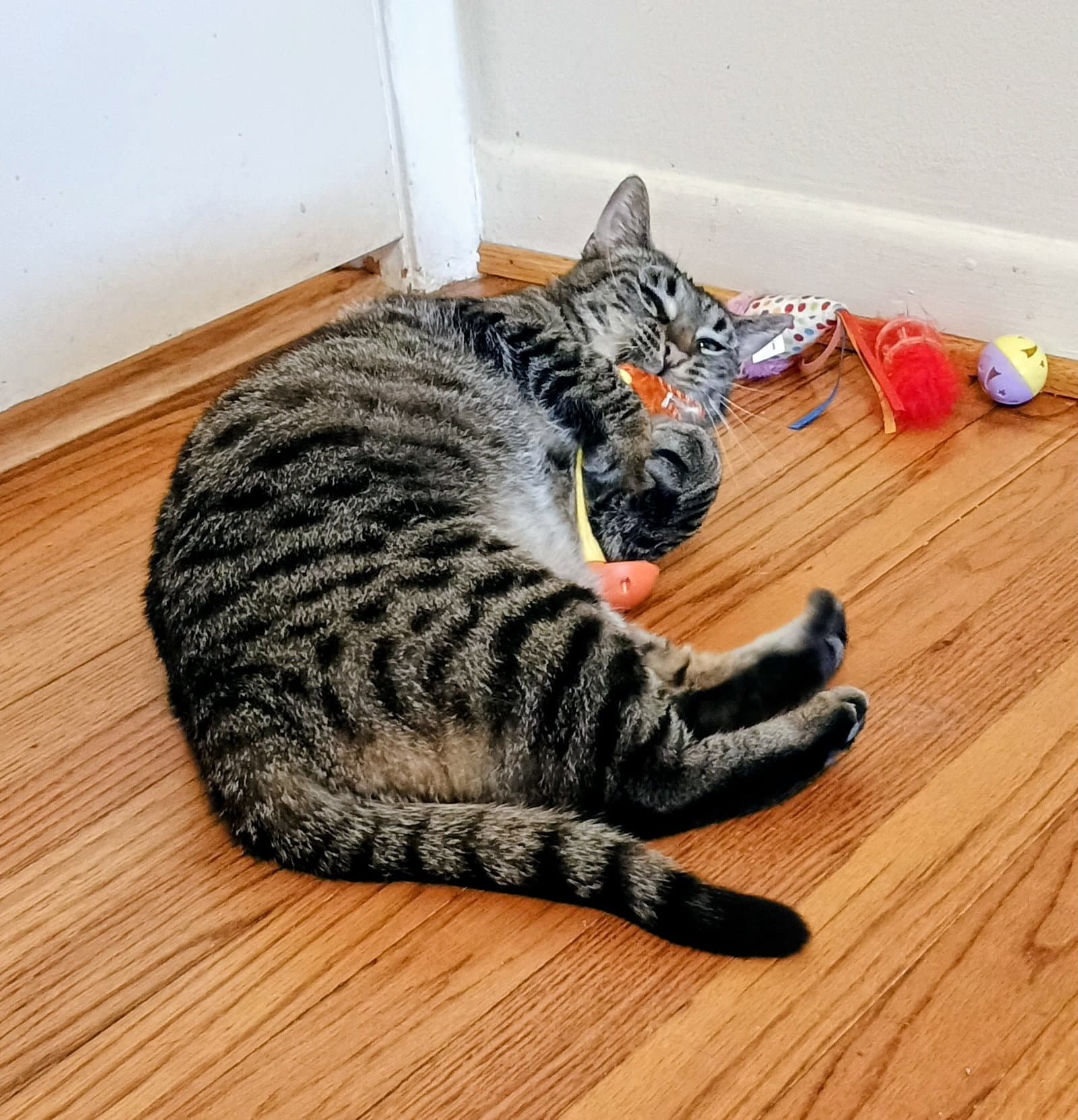 Tabitha