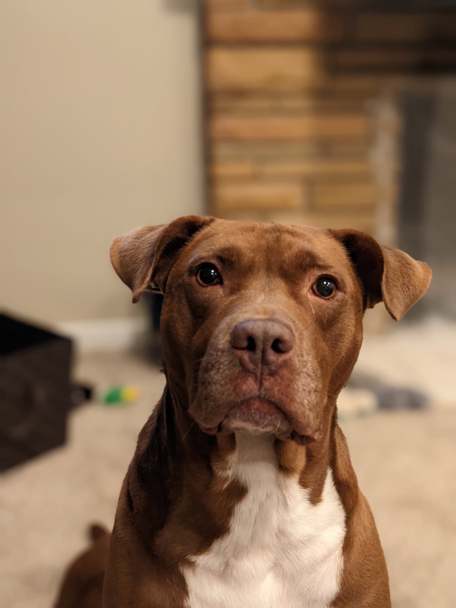 Ollie