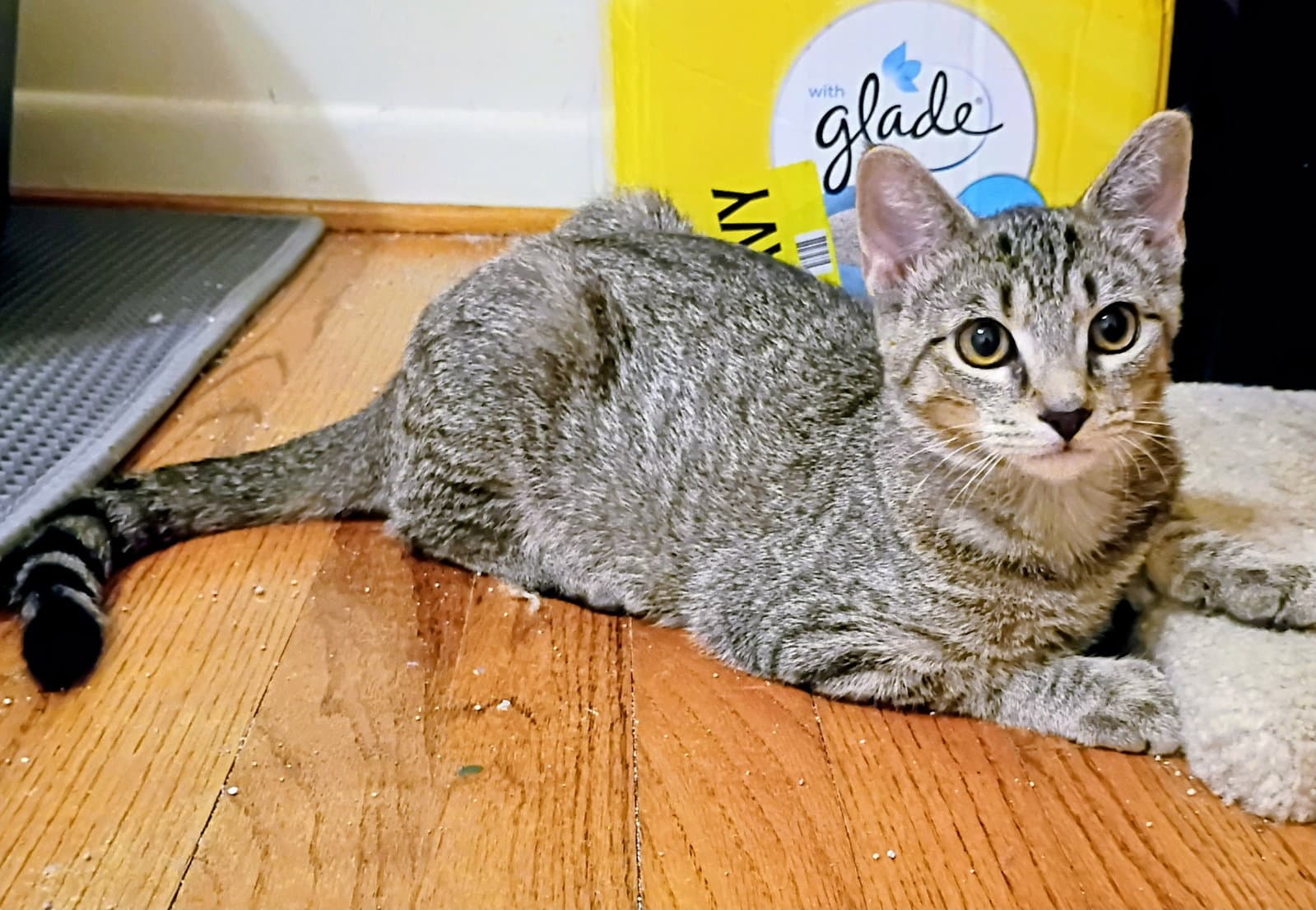 Kirby( bonded with Niko) Pending Adoption