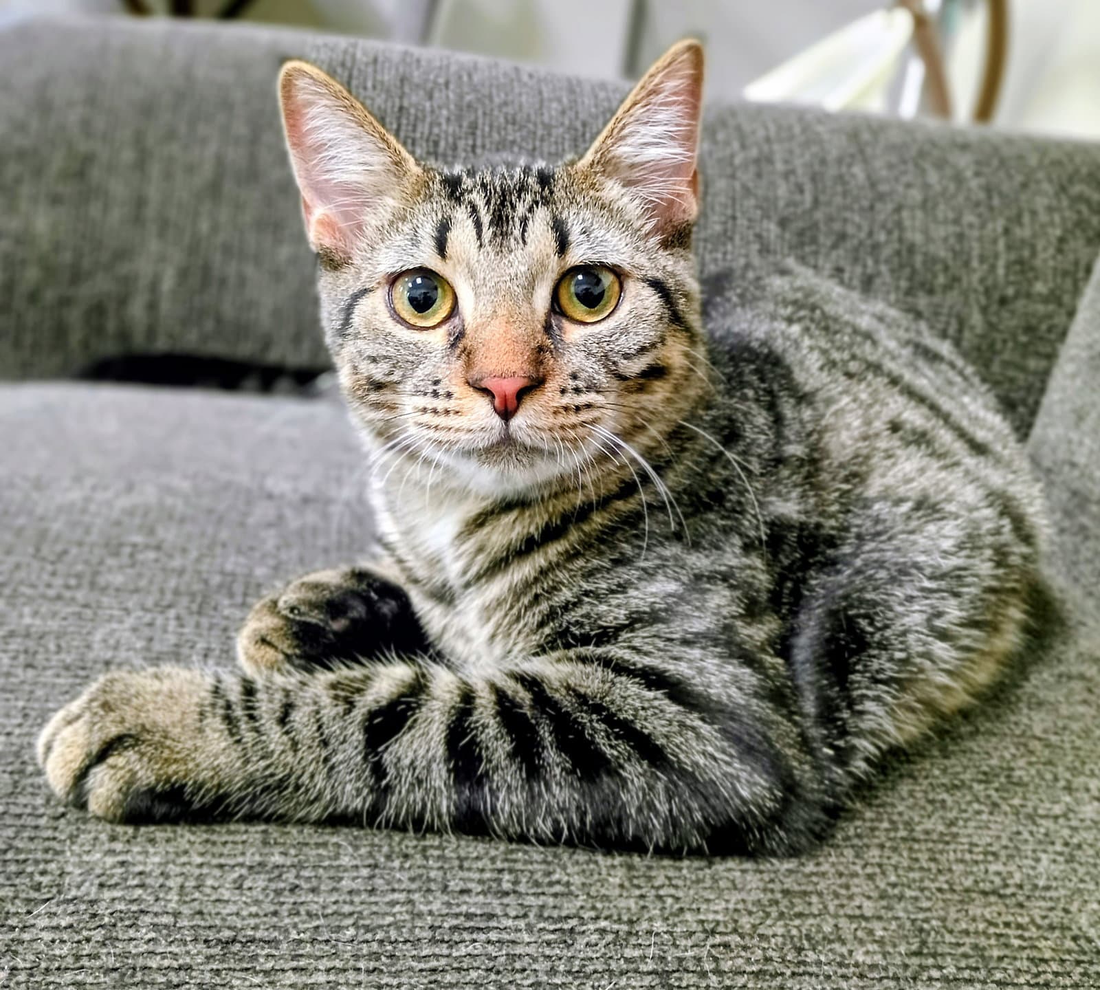 Niko (Bonded with Kirby) Pending Adoption