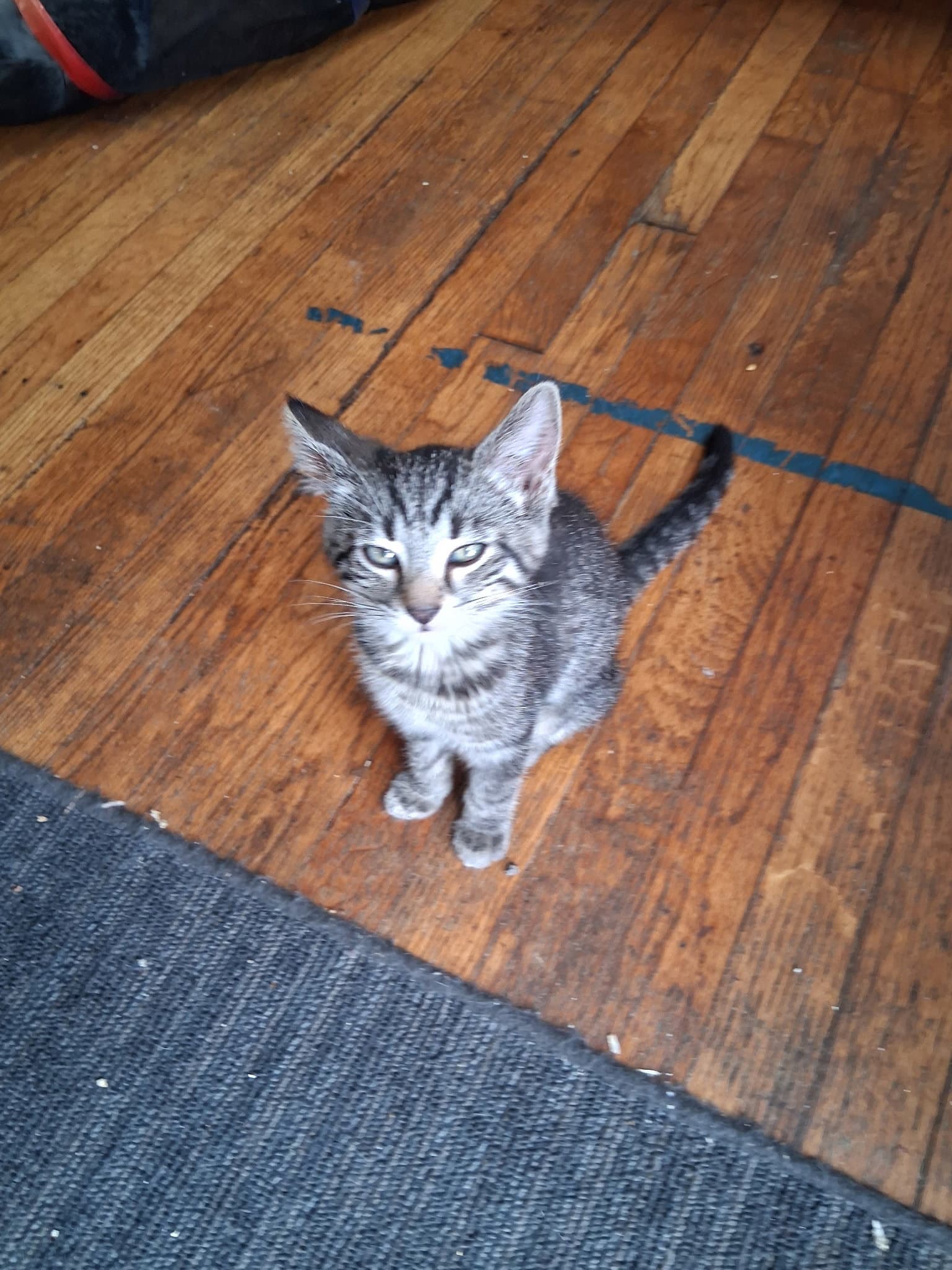 C324 Litter Frankie