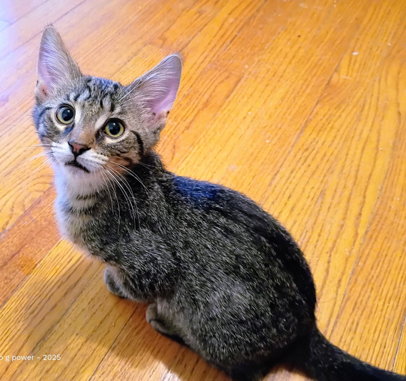 C328 Litter Tucker (Pending Adoption)
