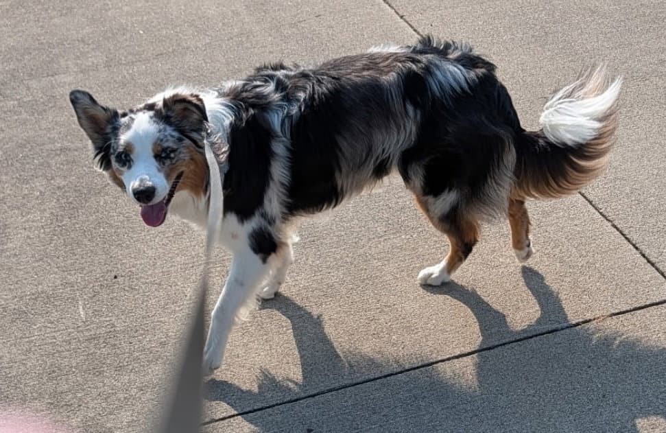 Sasha - adoption pending