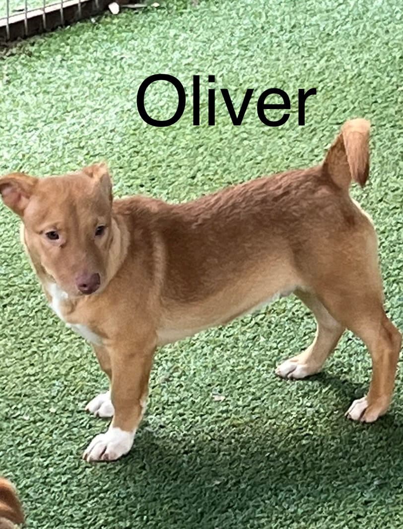 Oliver