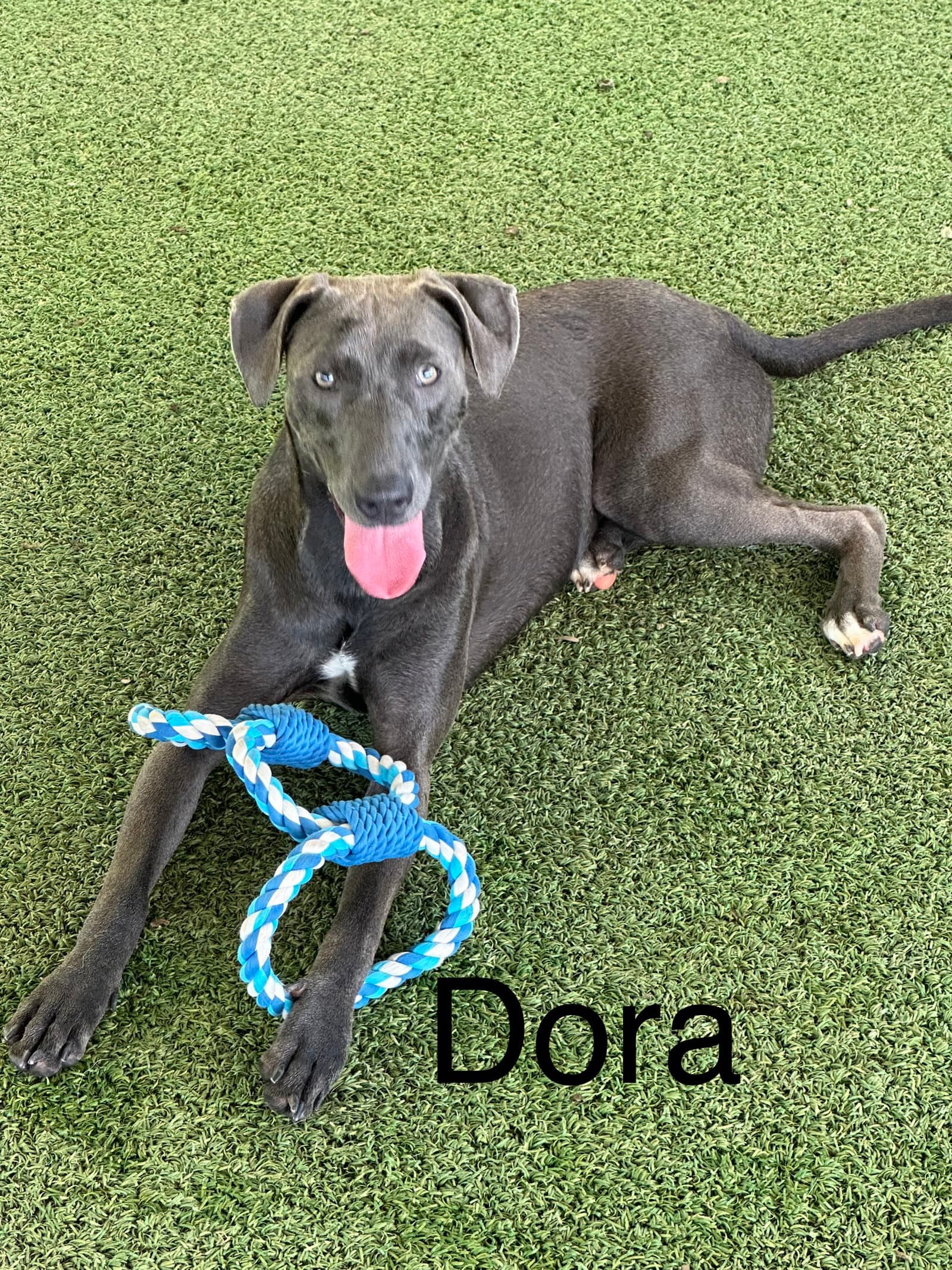 Dora