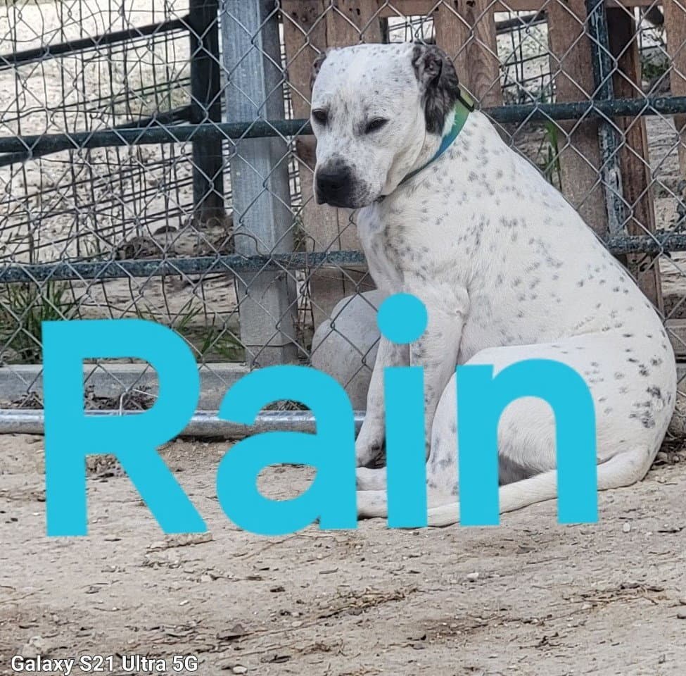 Rain