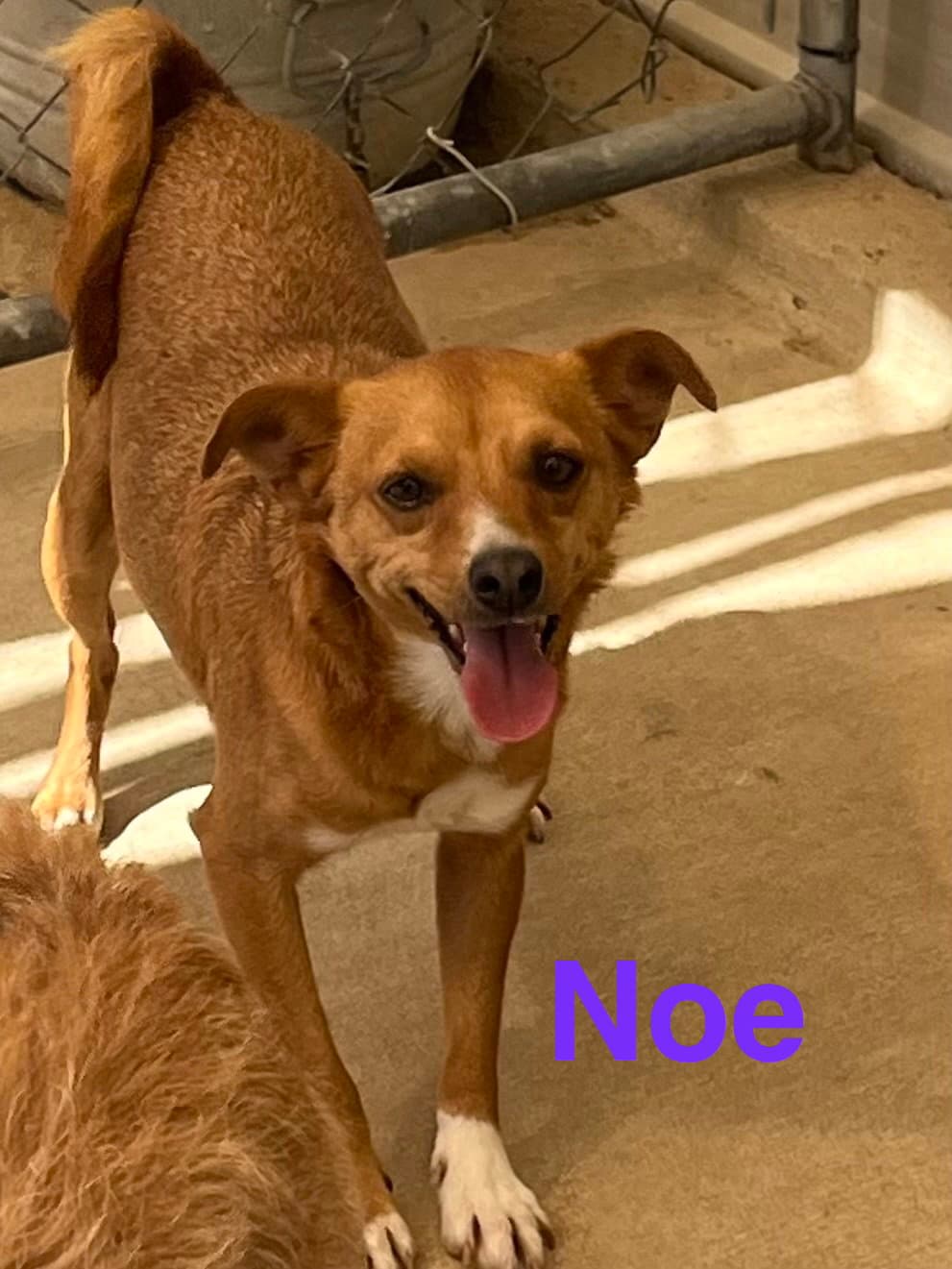 Noe