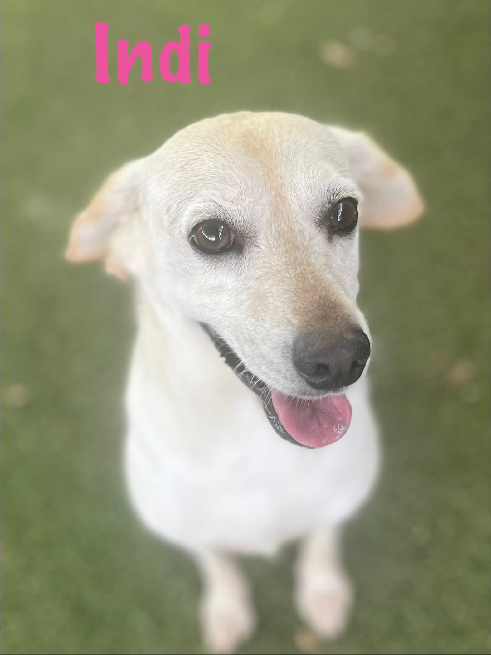Indi