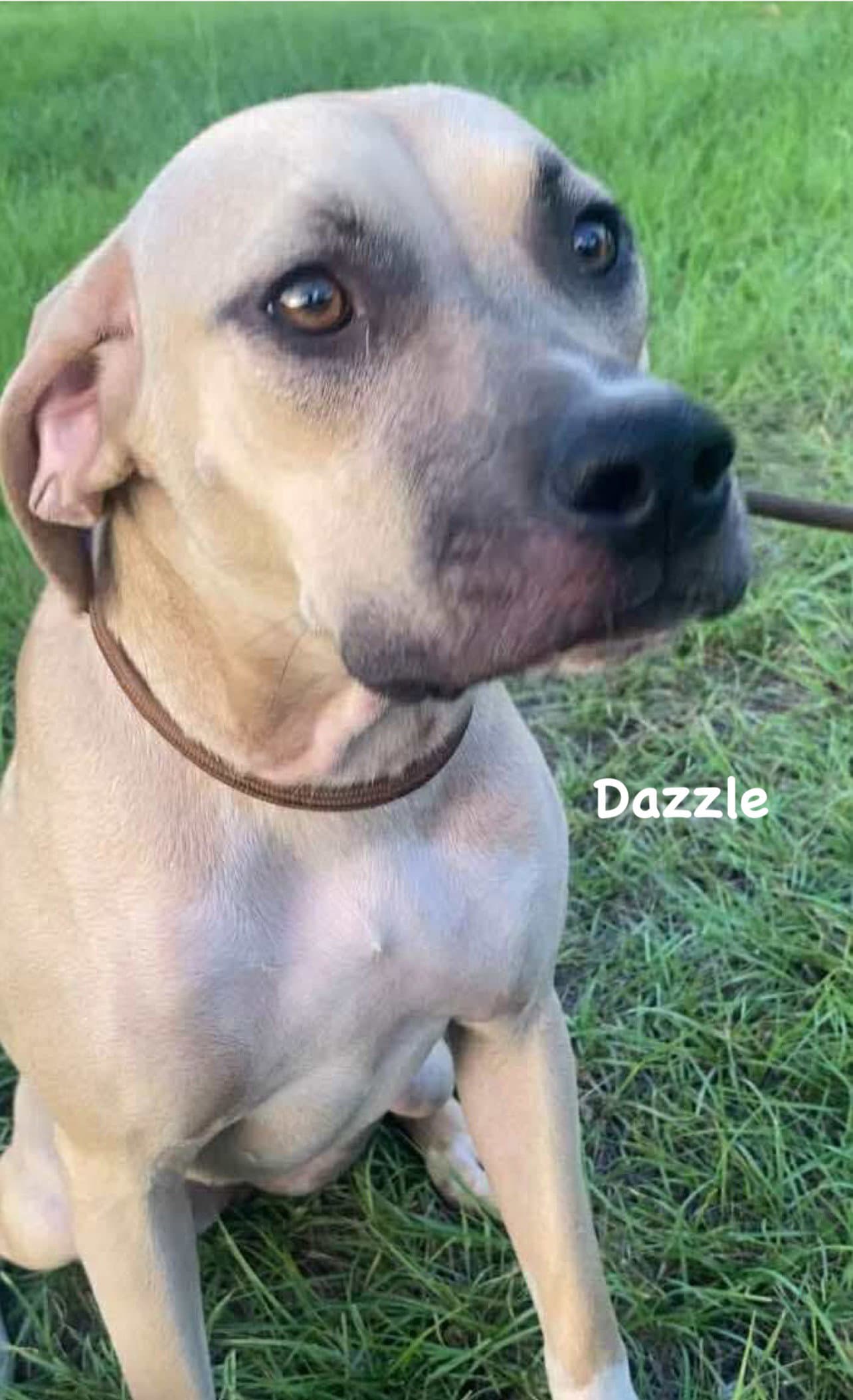 Dazzle