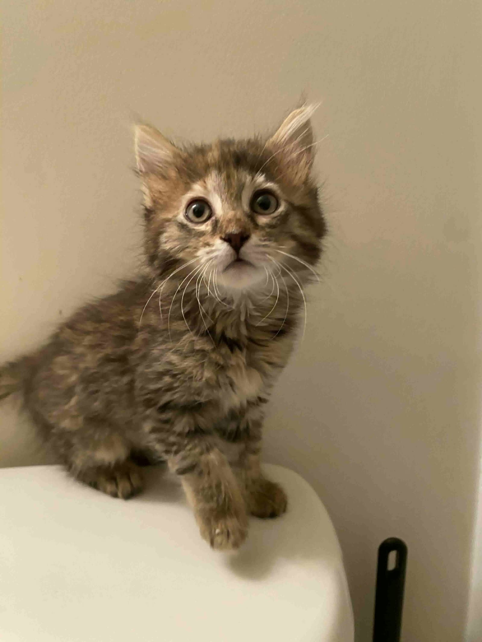 Knee (Available for pre-adoption)