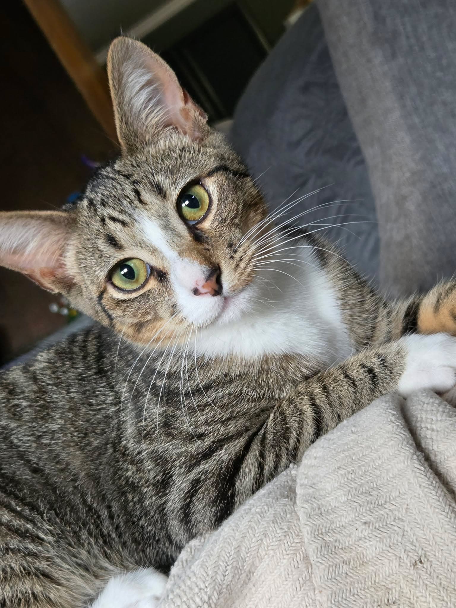 Vesper (available for pre-adoption)