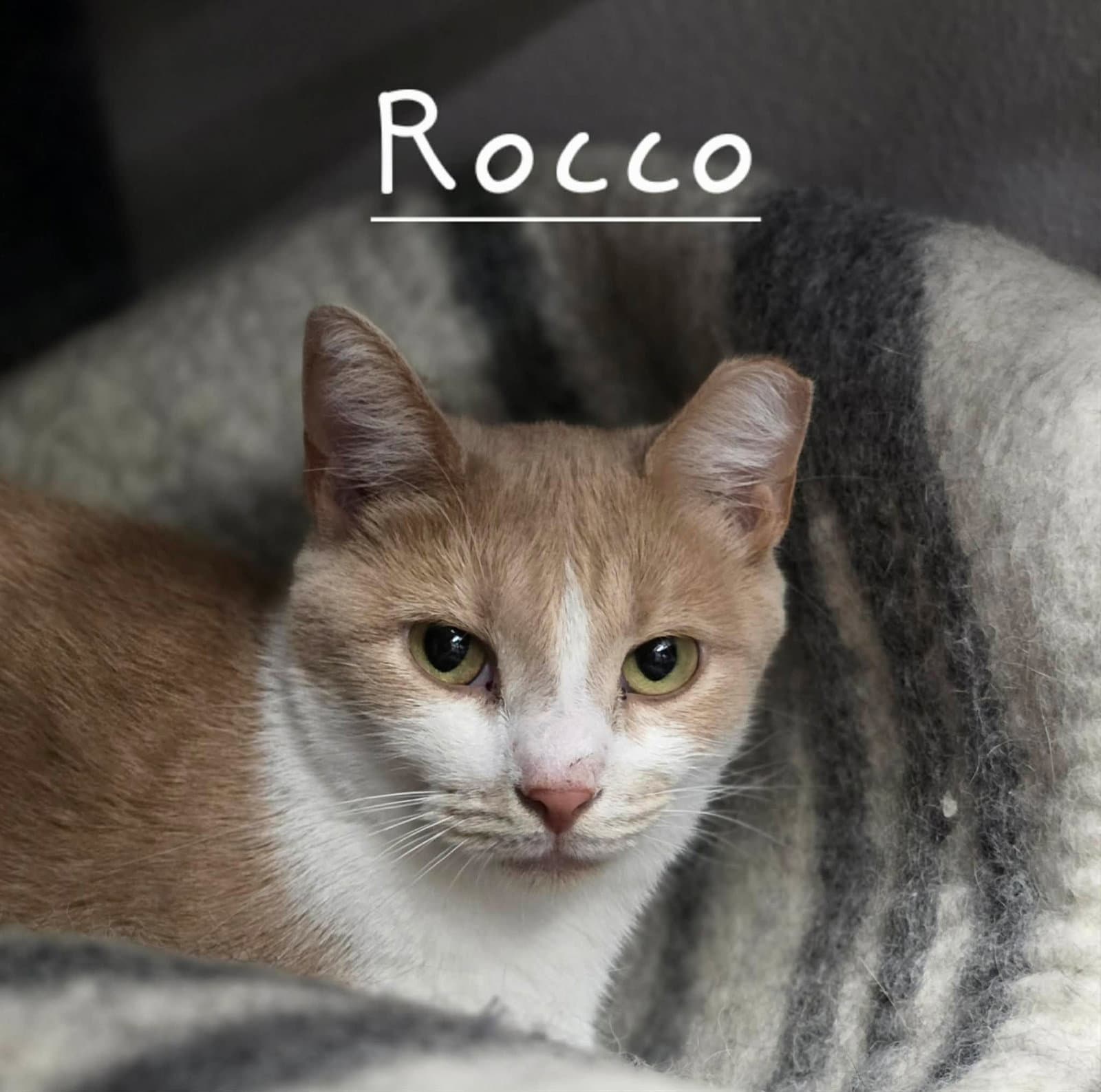 Rocco