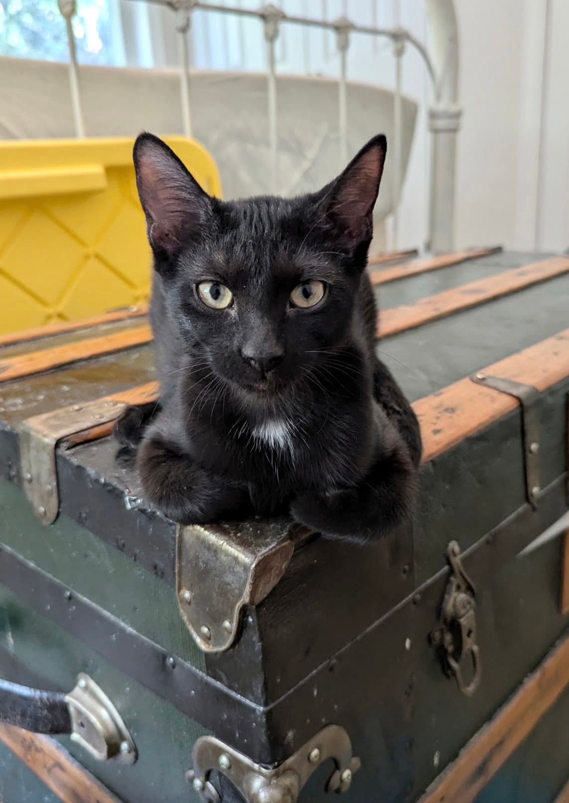 Citation (Available for pre-adoption)