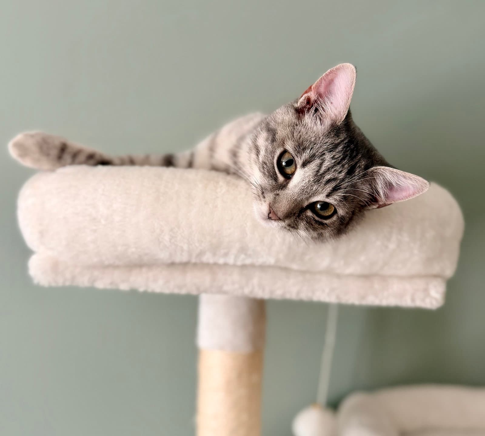 Change Up (Available for pre-adoption)