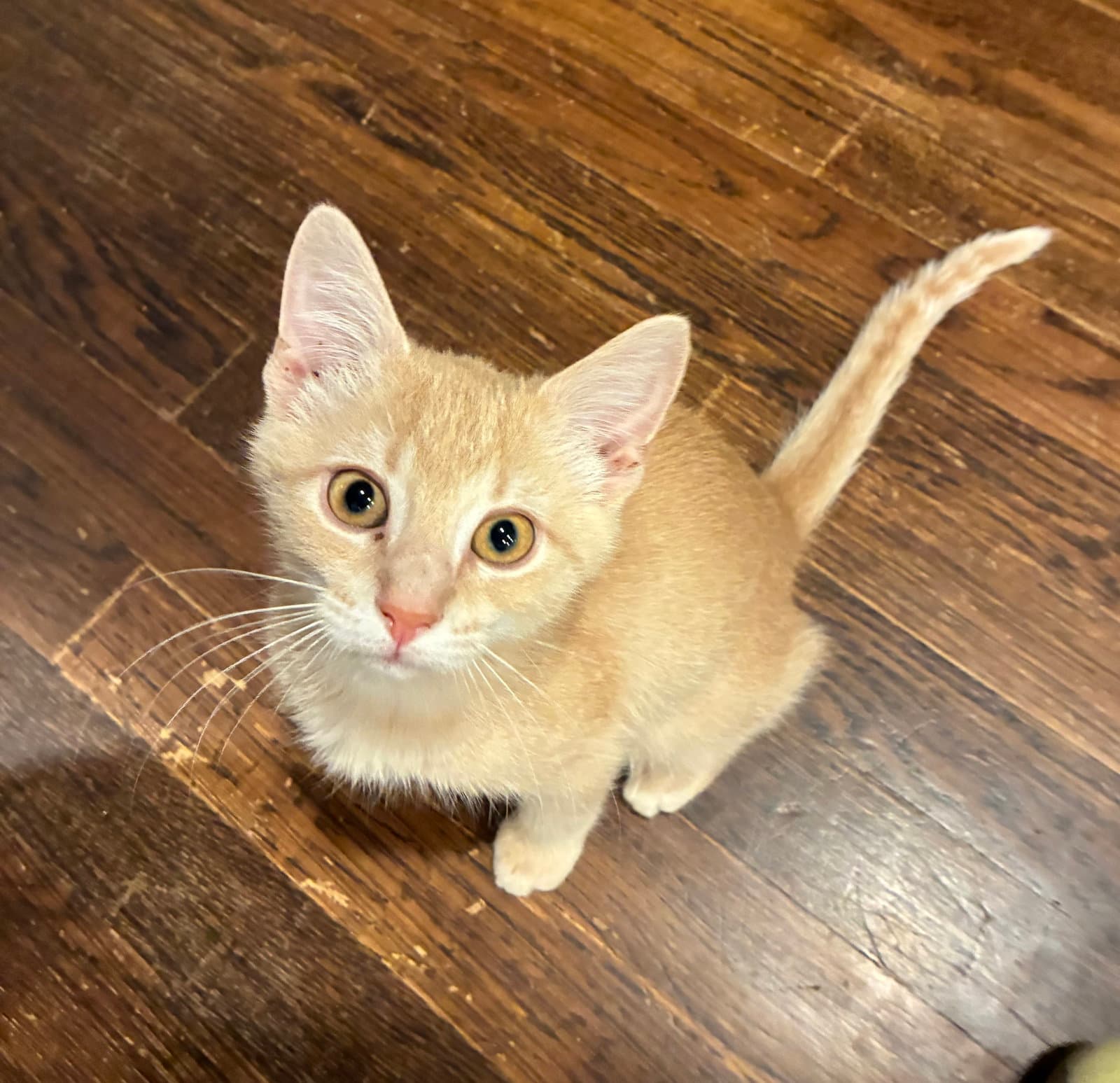 *Leo Biscuit