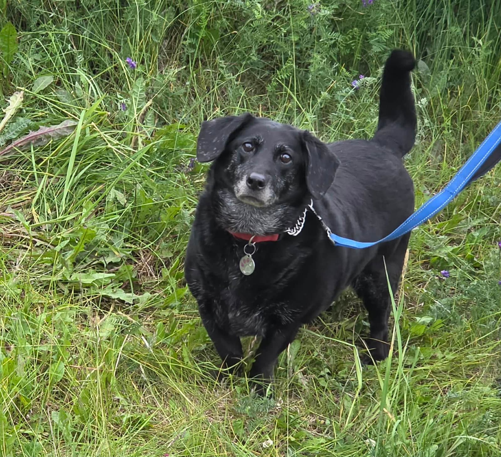 Daisy Bella