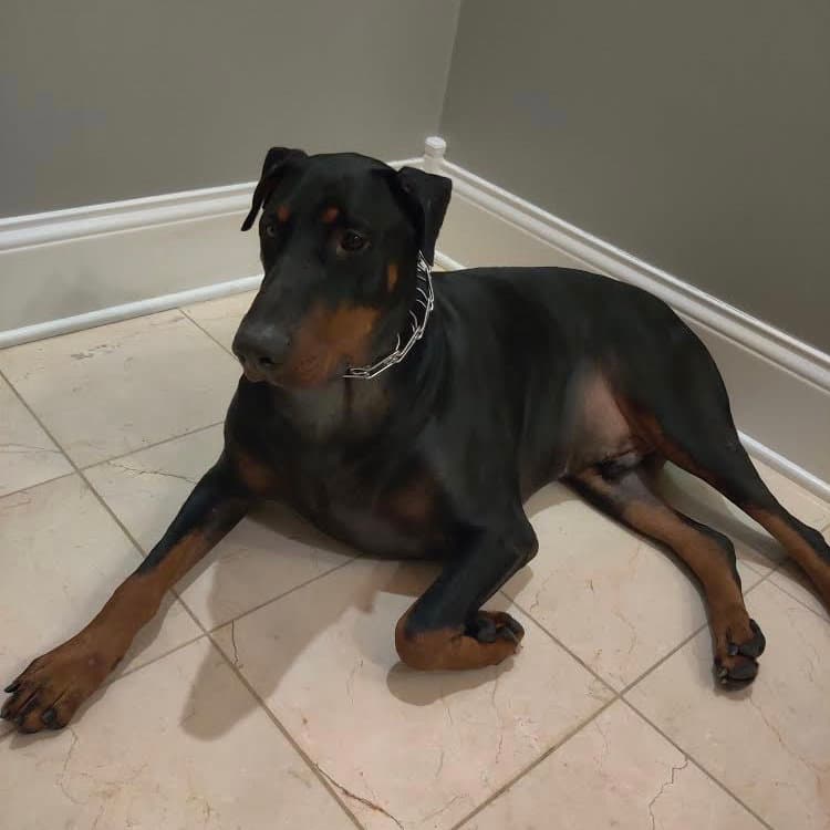 Zeus - Forever Foster