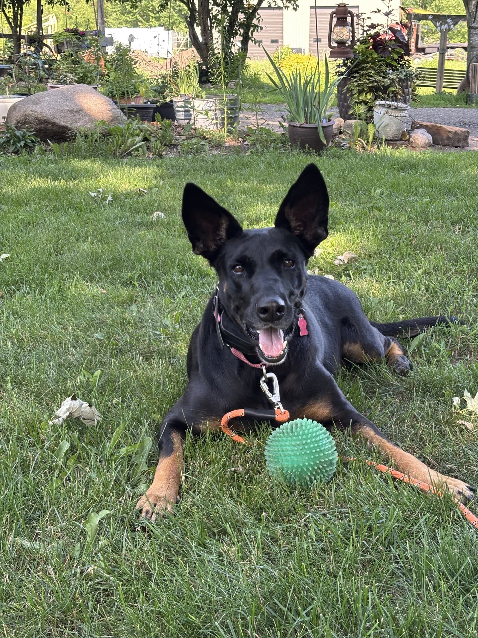 Tia
