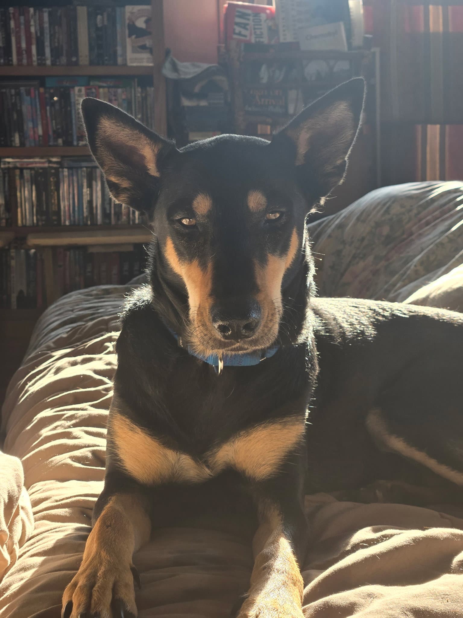 Mimi