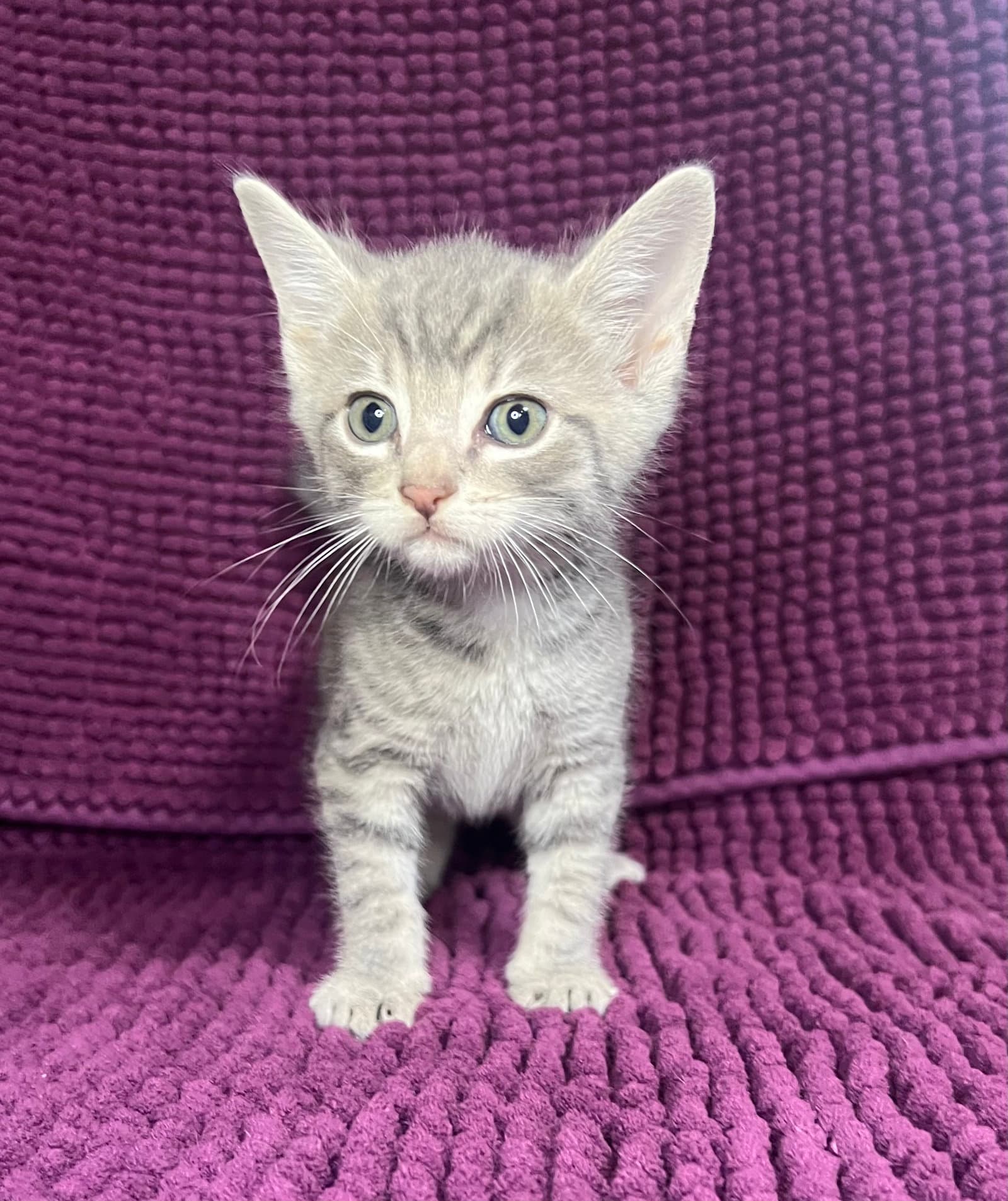 Eli