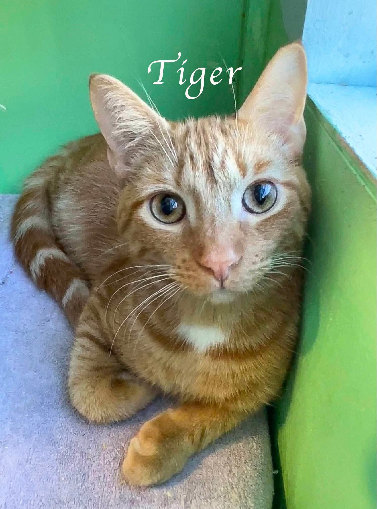 Tiger