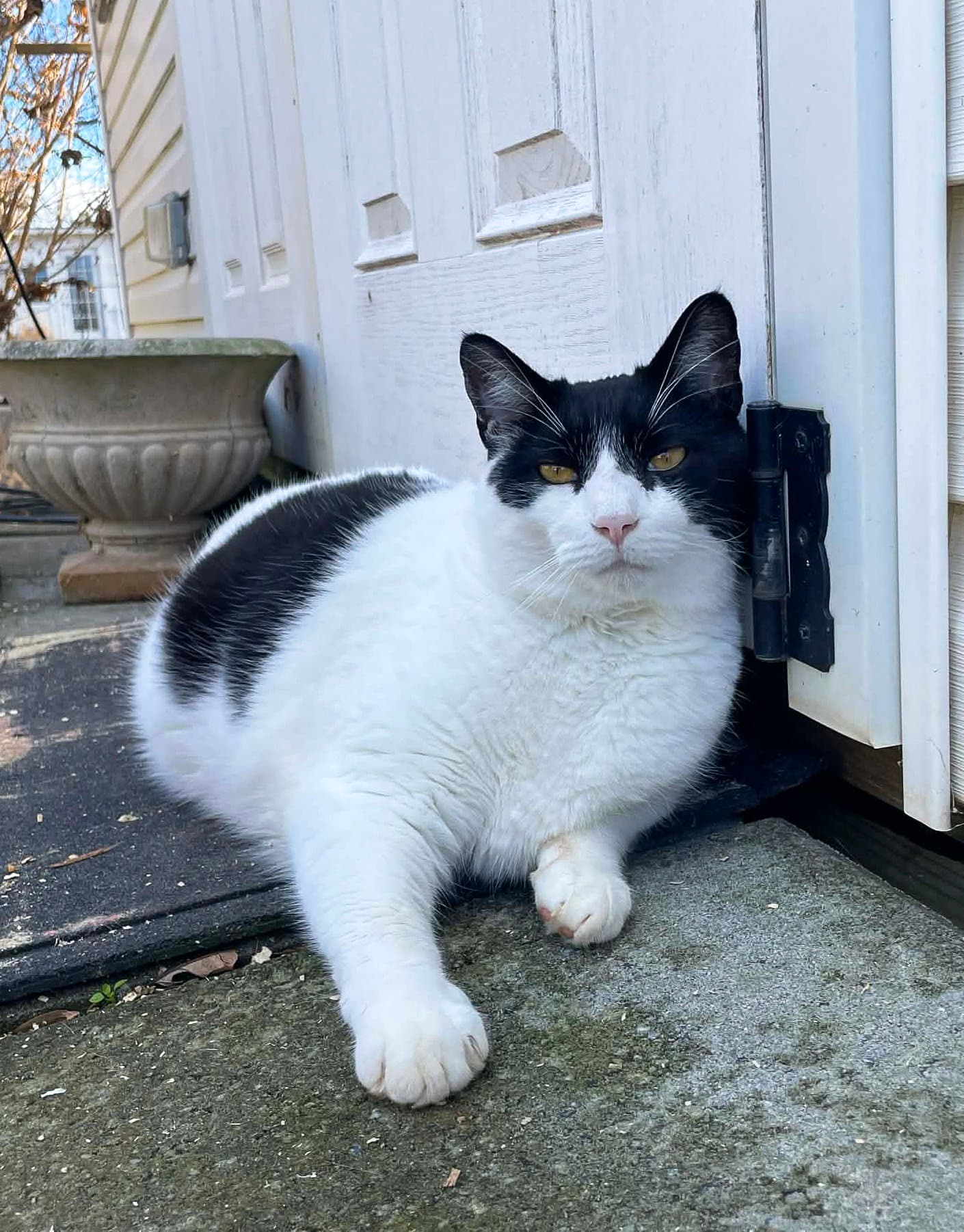 Figaro