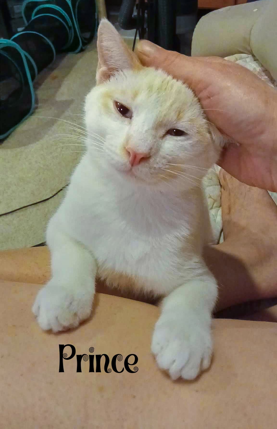 Prince