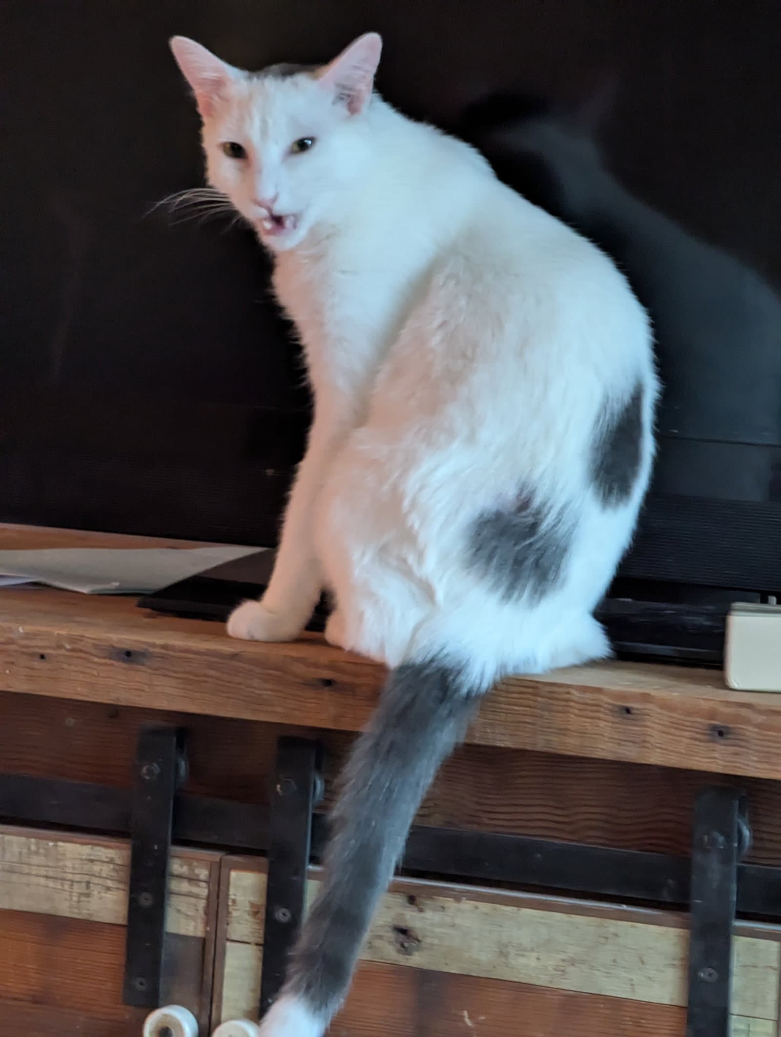 Walter