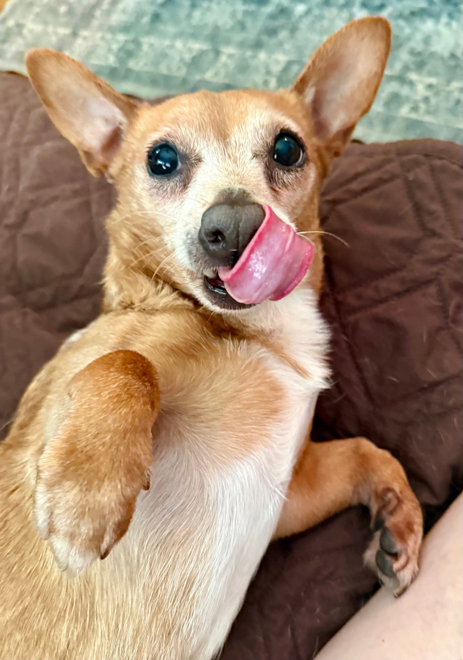 Senor Pickles
