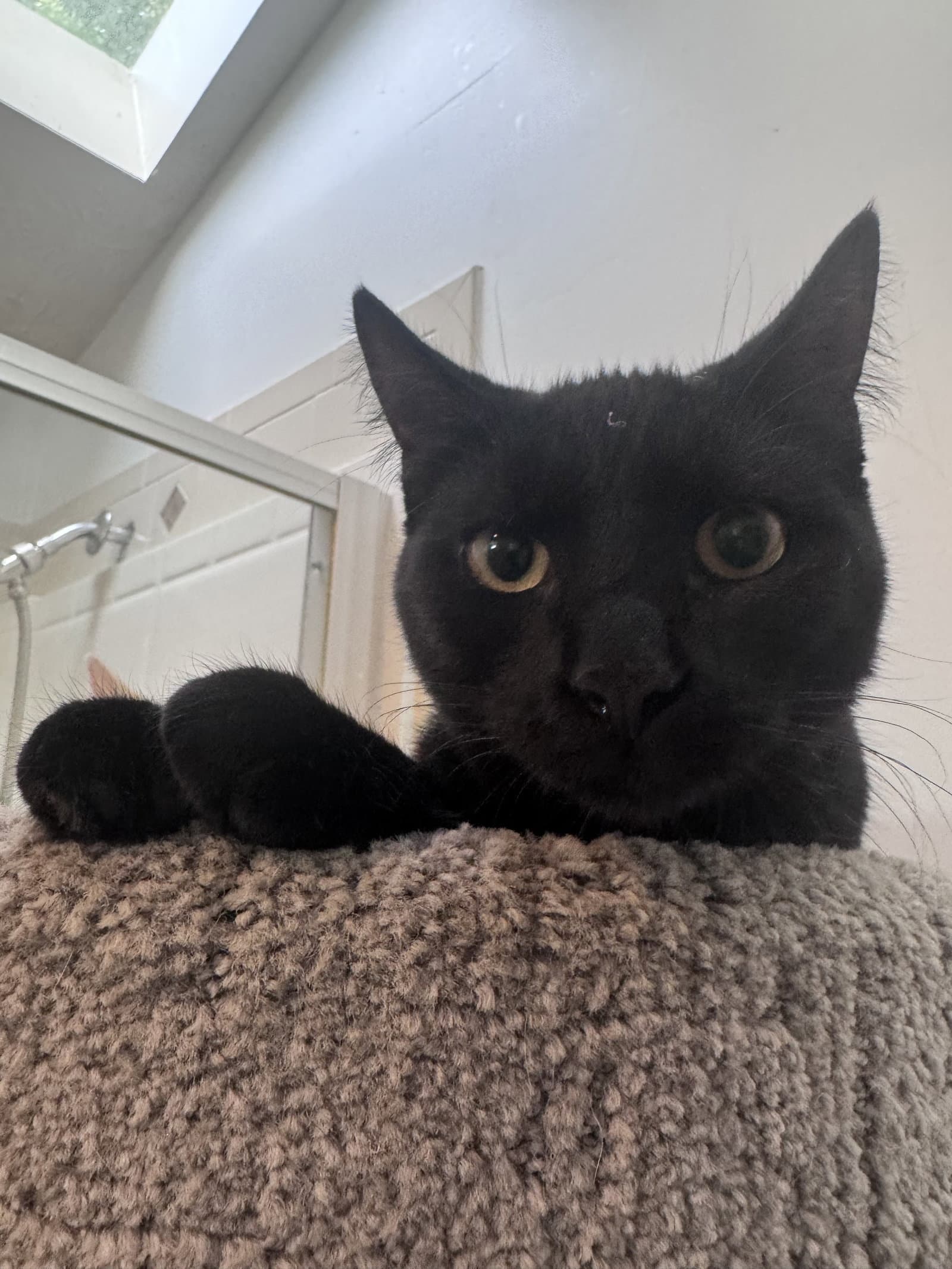 Princess Donut