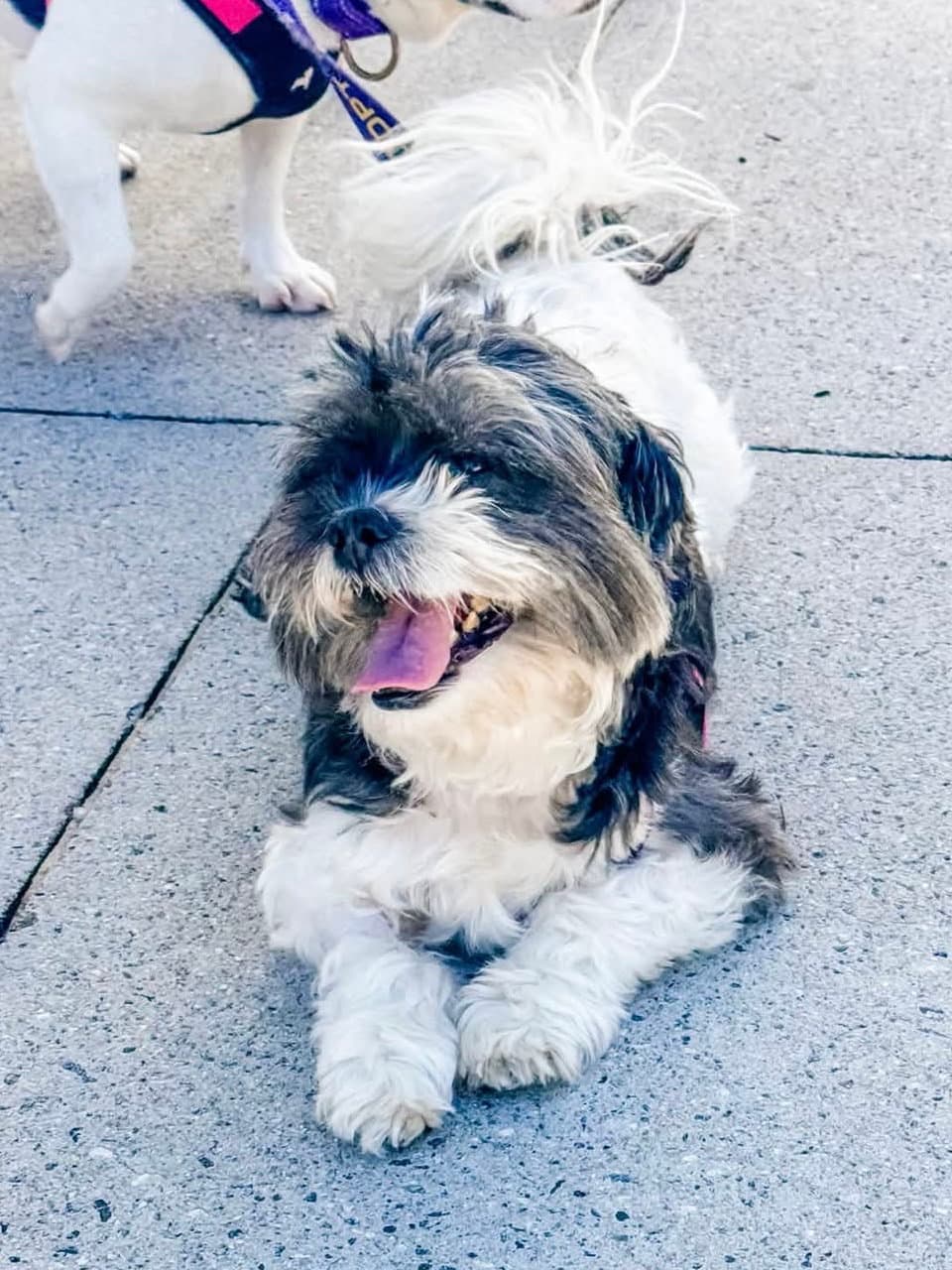 Milly Mia