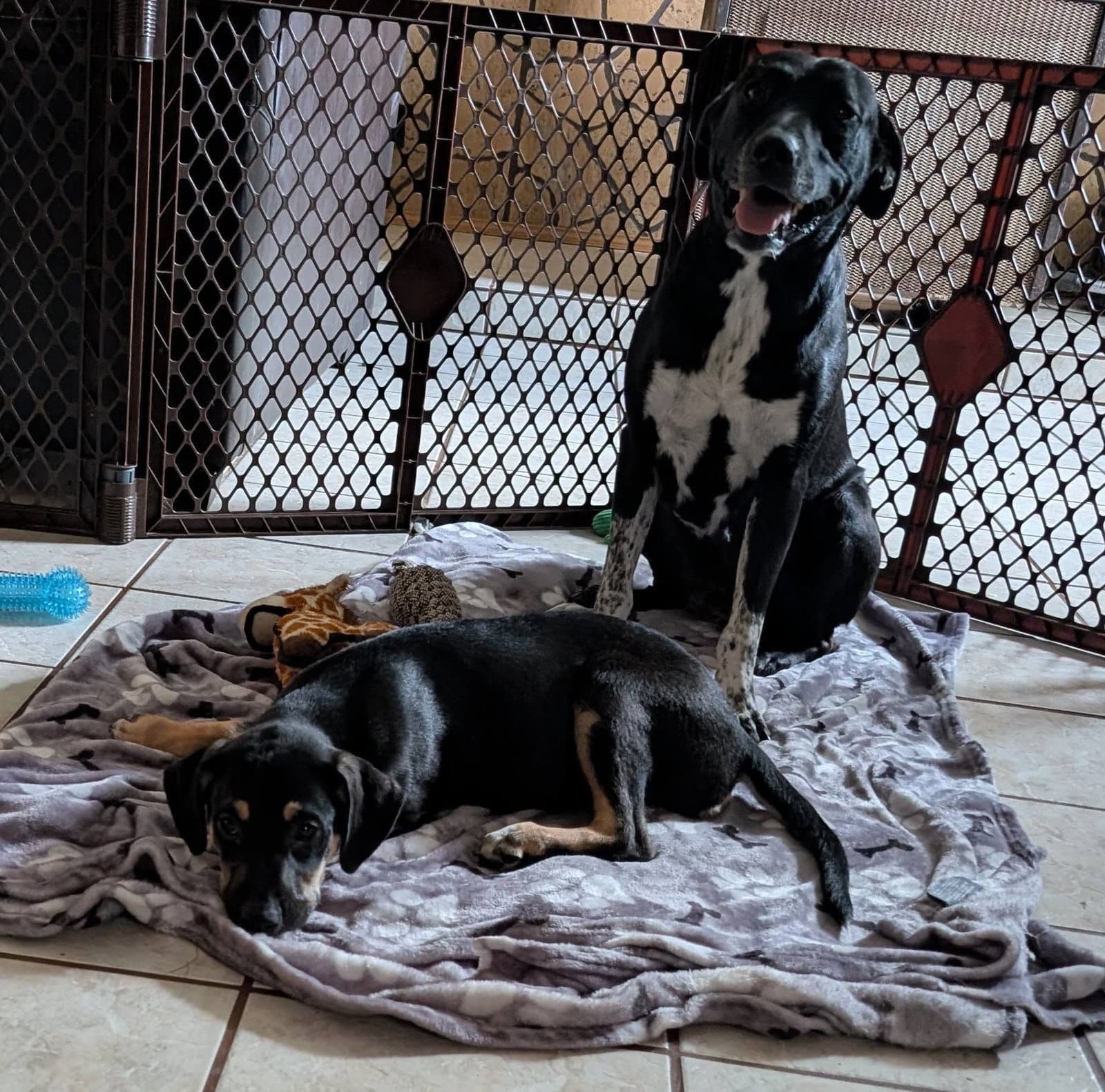 Cookie *Help! I need a foster home!*