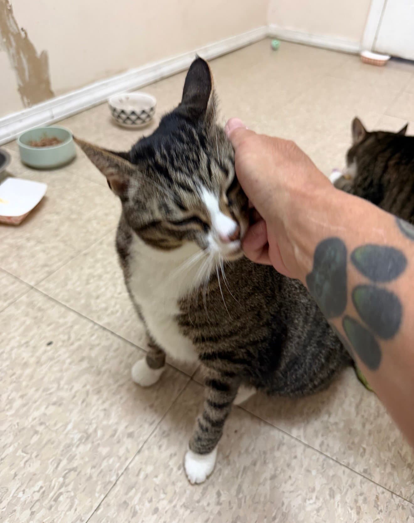 Mabel (must be adopted with Jackson)