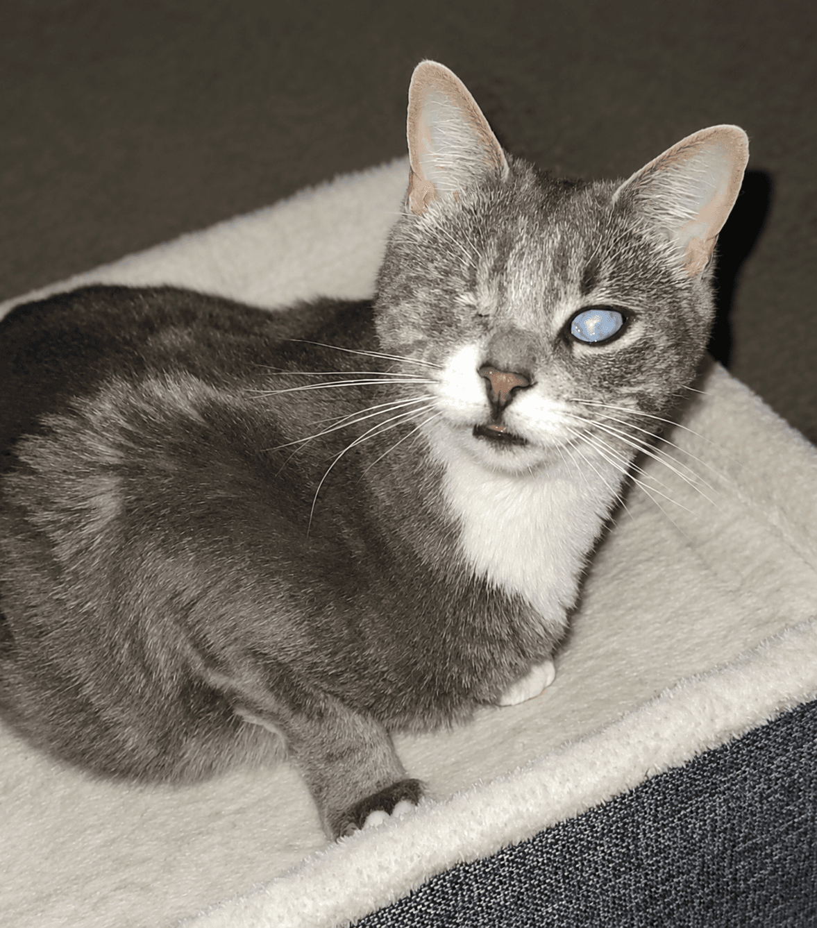 Lady (Bonded with Martina)