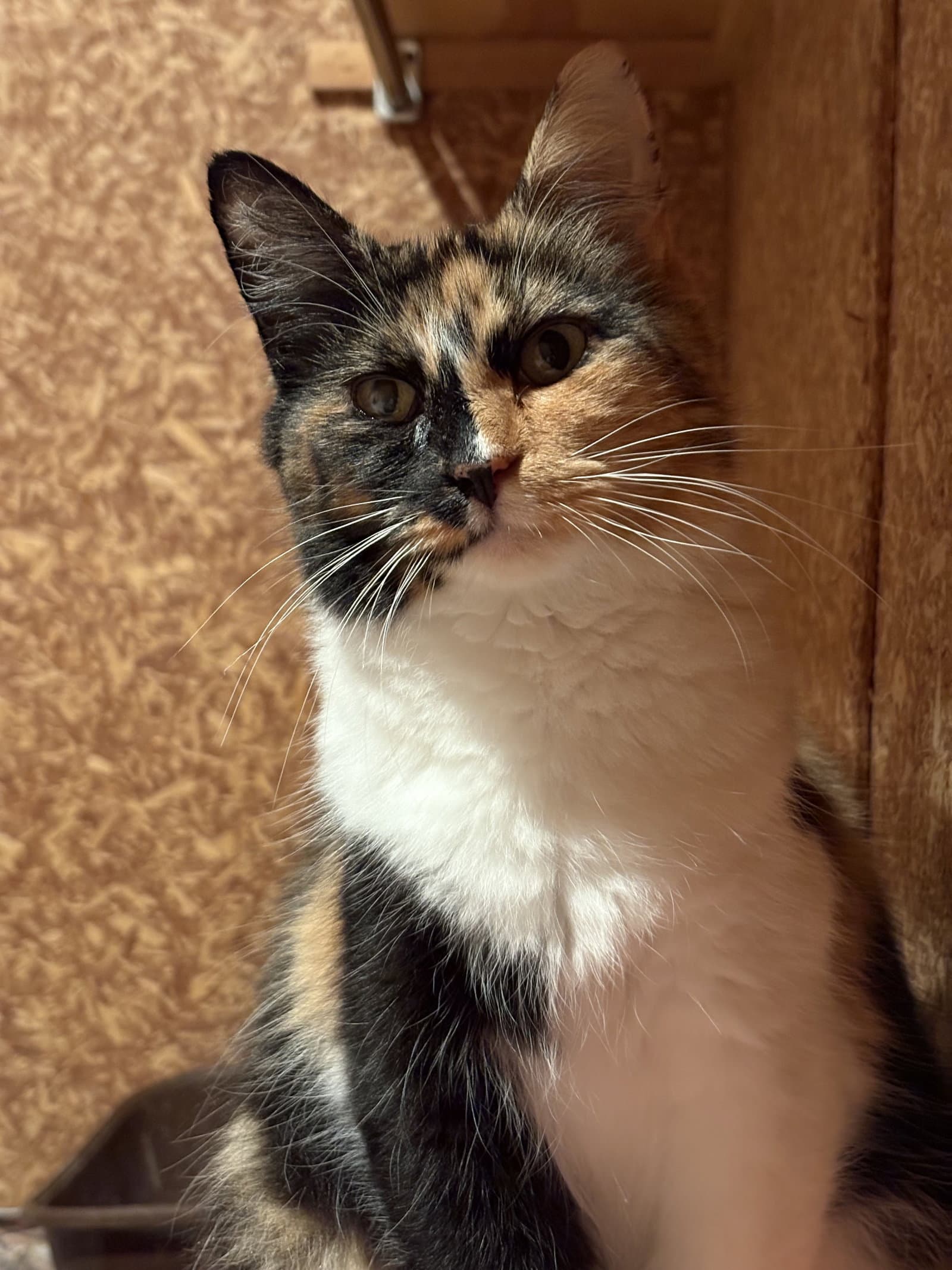 Edith (must be adopted with ESTHER)