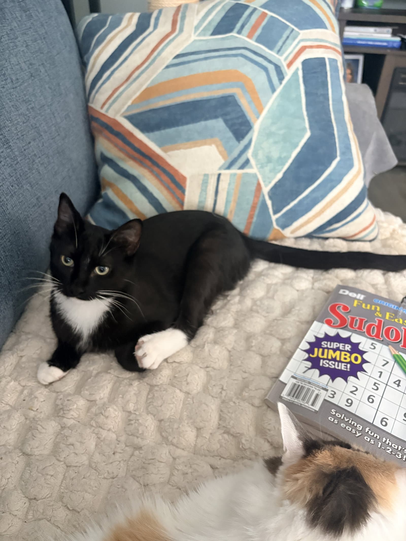 Carlos (MUST BE ADOPTED WITH ZIGGY MONSTER)