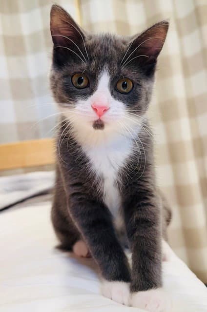 Sperry (MUST BE ADOPTED WITH MARY JOE)