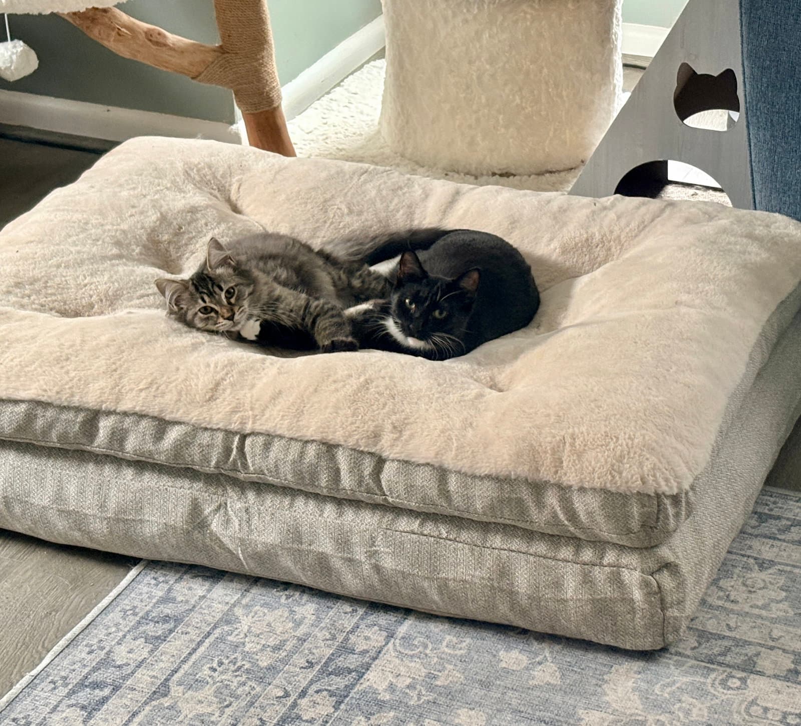 Ziggy Monster (must be adopted with Carlos)