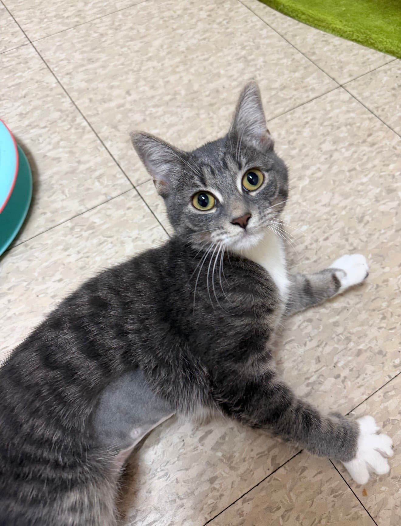 Jenna (MUST BE ADOPTED W JILL)