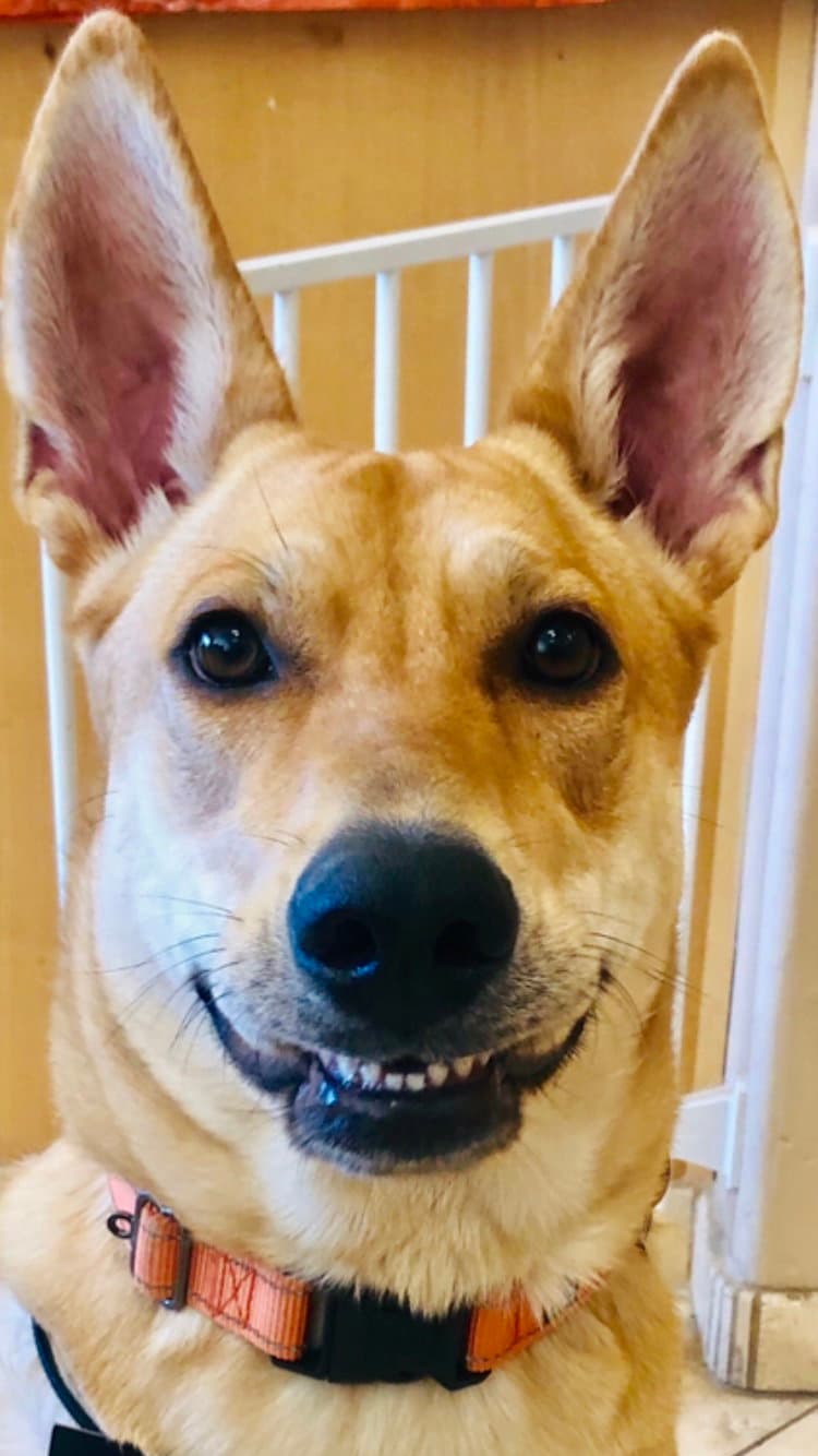 Dixie