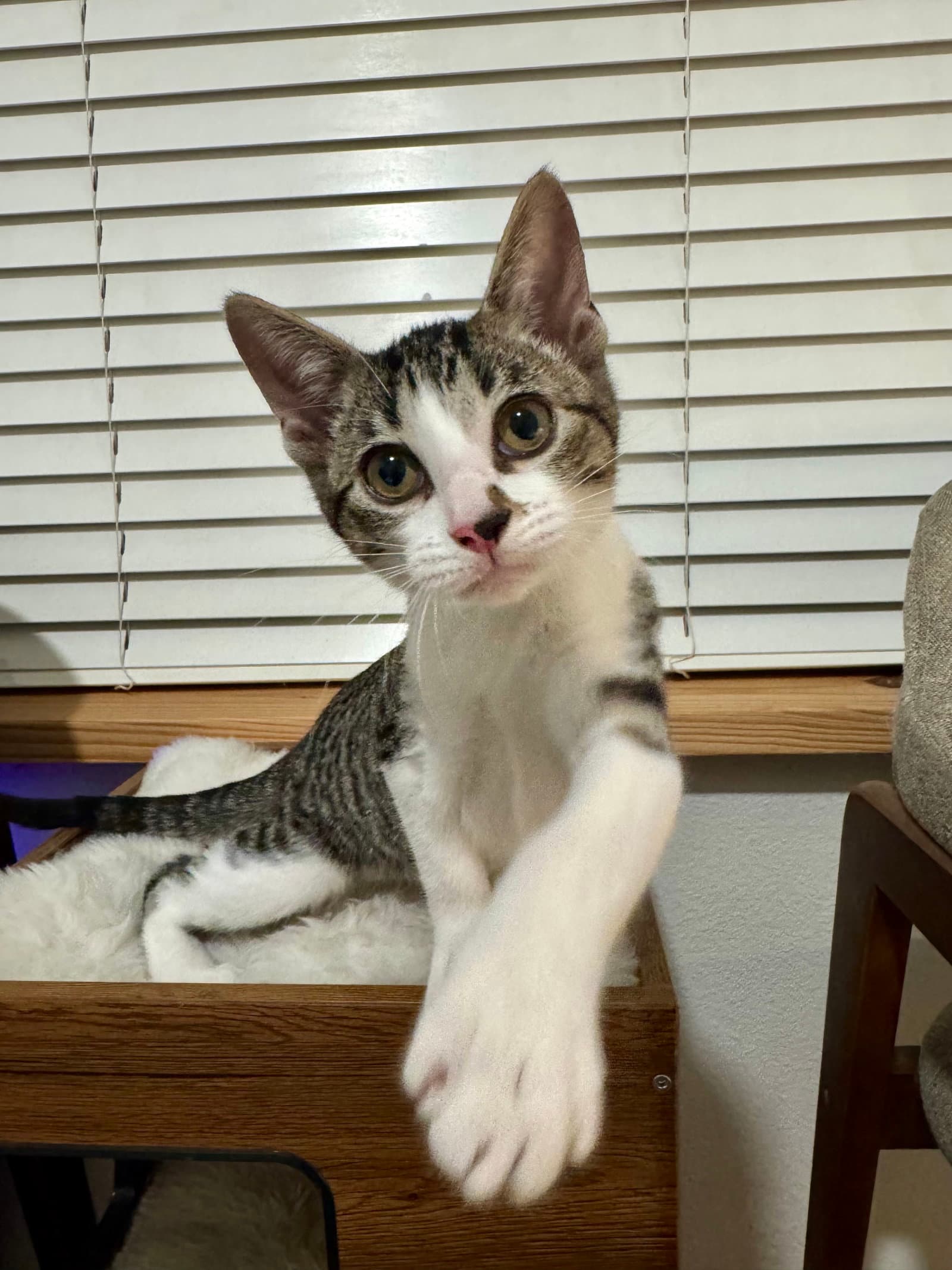 Penelope