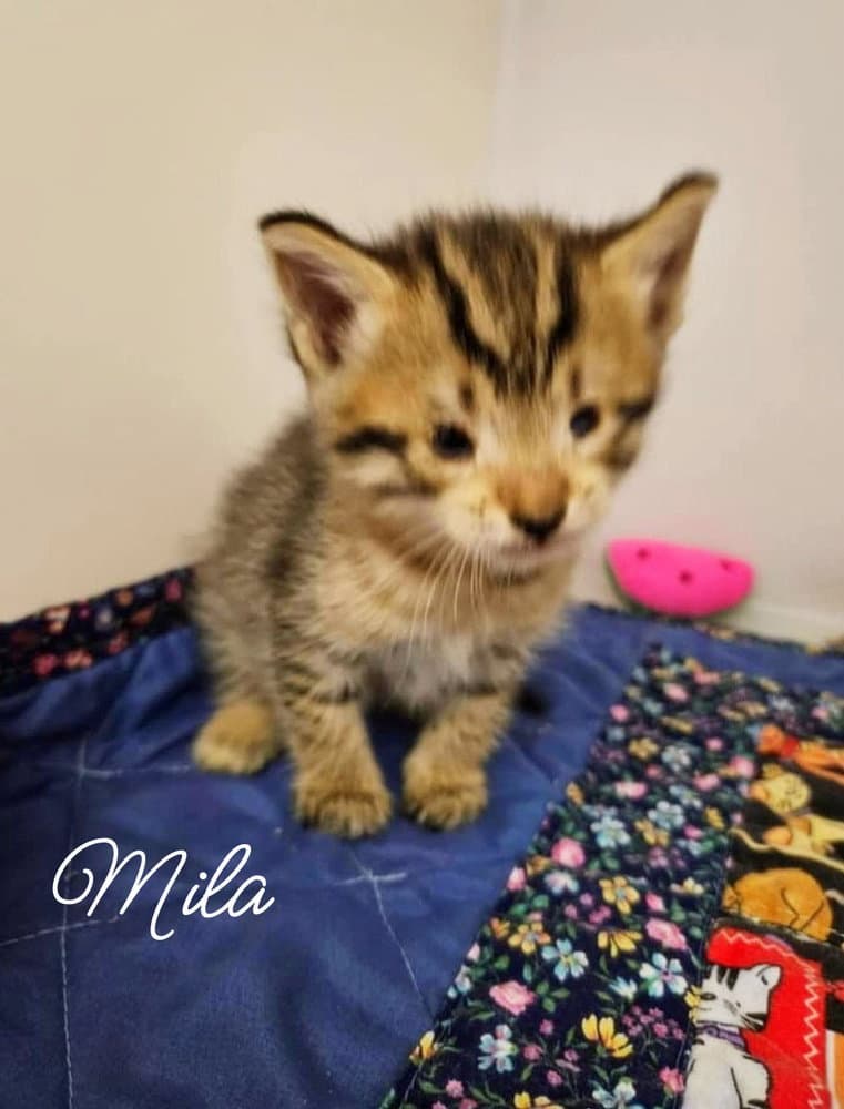 Mila *kitten*
